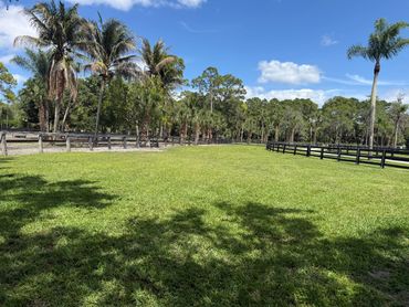 Sunny open grassy field bordered by palm trees and wooden fences.