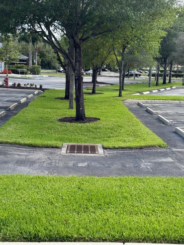 Green grassy median with trees in a parking lot.