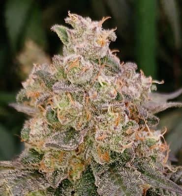 LAVA CAKE 56 DAYS