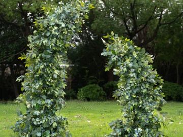 FLORAL GREENERY HORN ARCH RENTAL at locale studios
