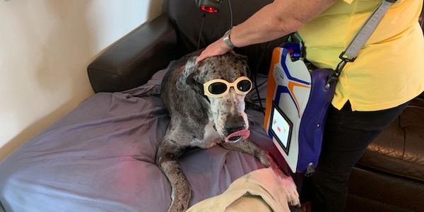 Cold Laser Therapy mobile unit for what pains your dog.