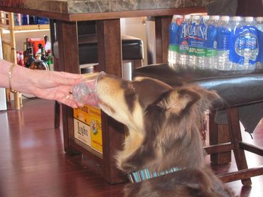 Cabo, the alcoholic dog.
