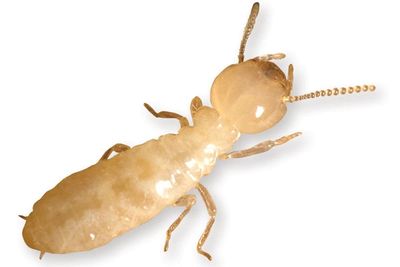 Subterranean Termite