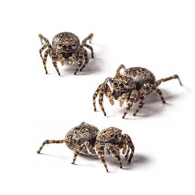 Jumping Spider  Longhorn Termite & Pest Control