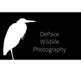 DePace Wildlife Photography