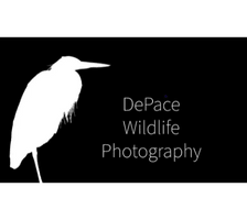DePace Wildlife Photography
