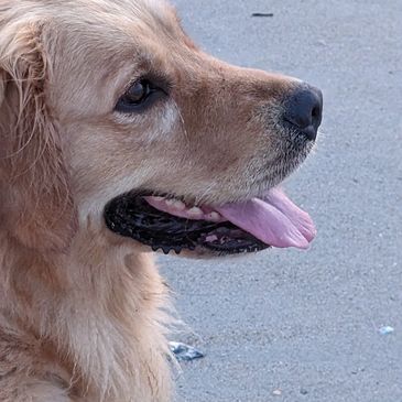 Sassy loves the beach! 