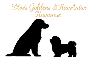 Moe's 
Golden Retrievers