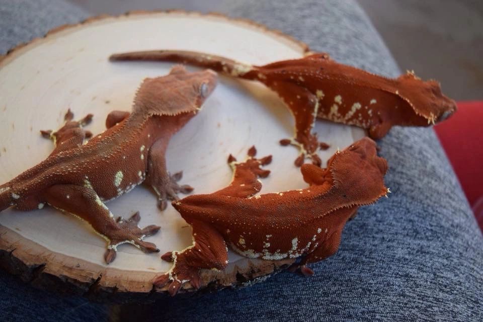 Underground Geckos - Crested Geckos, Chahouas
