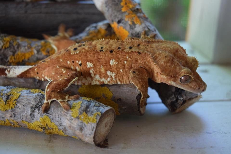 Female Breeder Geckos
