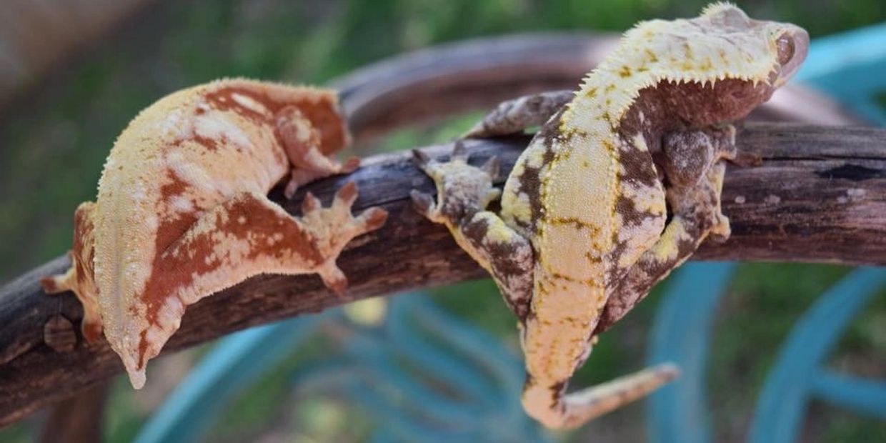 Caring for your gecko