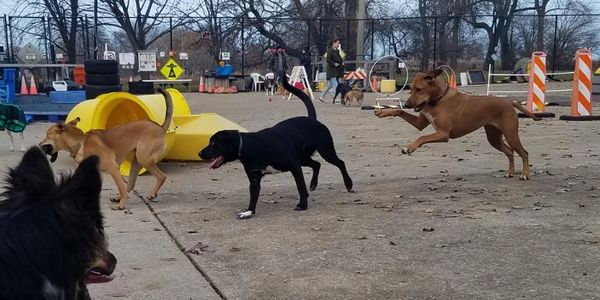 Jackson Bark, Hyde Bark, A Paw Place, dog park, daycare, exercise socializing, playtime, dog play, d