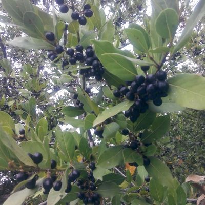 laurel berries