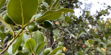 Laurel berry oil, Bay oil, laurel fruit oil