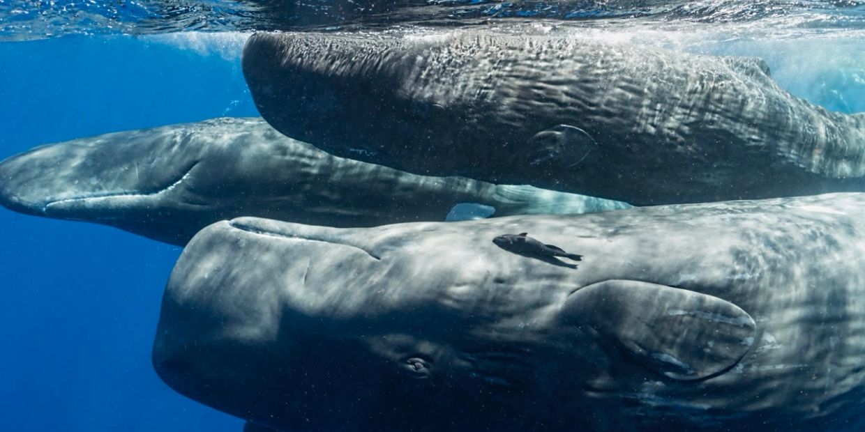 Three large sperm whales swimming underwater.