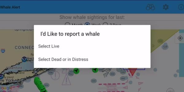 Screenshot of whale sighting report options.
