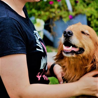 Becky - My Golden Retriever Puppies