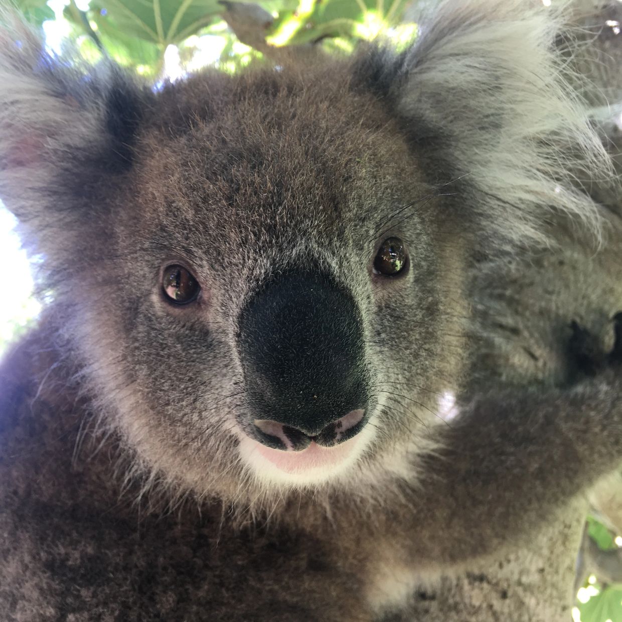 French Island beautiful koala