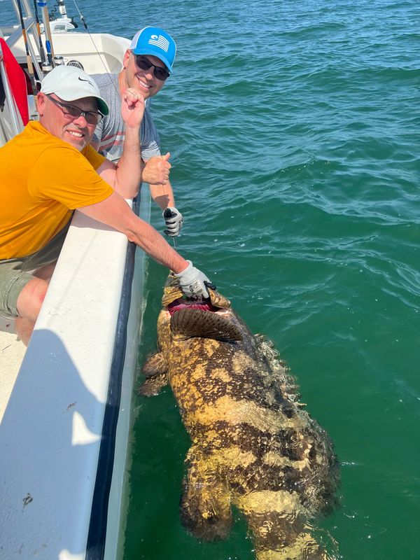 Big Goliath grouper. 