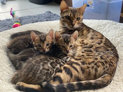 Elite Cats Bengals