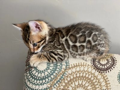 Bengal Kitten