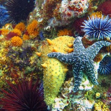 Our reefs abound with life - tube worms, sea cucumber, sea stars, anemones & urchins