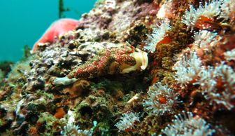 Nudibranchs, sea stars and anemones on a local beach reef