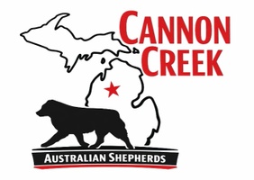 Cannon Creek Aussies