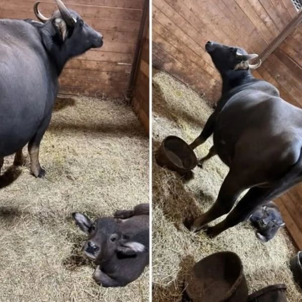 Cow Heifer calf pair $3850
Cow Bull calf pair $3250
Super gentle nice cows from zoo 