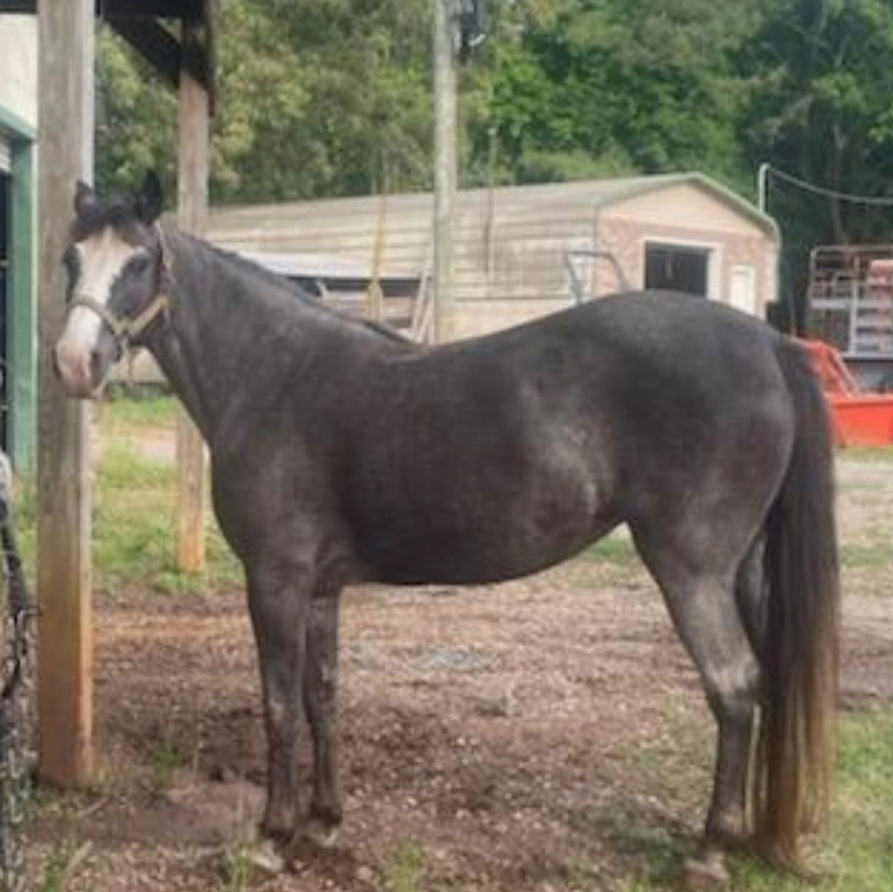 A gray horse stands beside a wooden post in a rural setting.