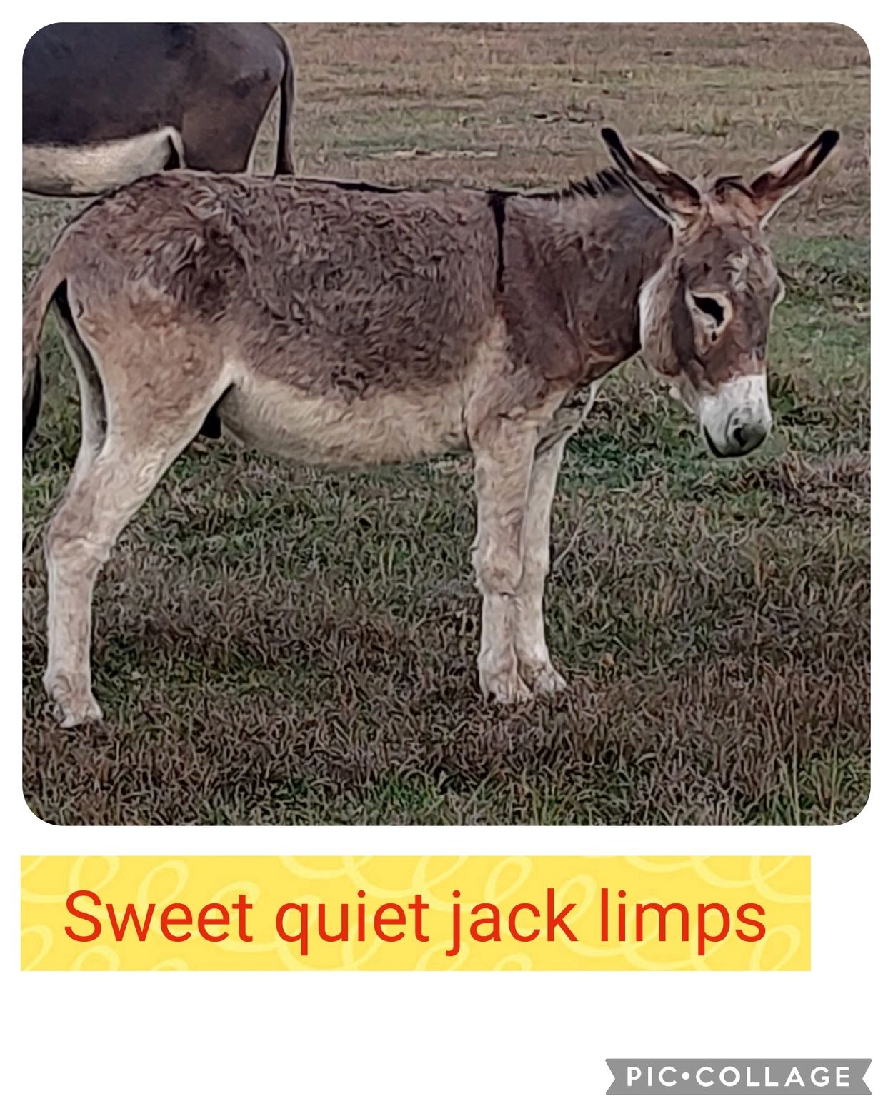 Standard size Donkeys Big E Livestock and Donkeys