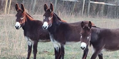 Bonded Jennys go everywhere together. They will literally die if separated. 