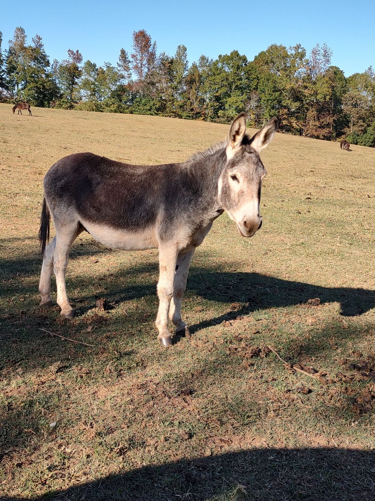 Standard size Donkeys Big E Livestock and Donkeys