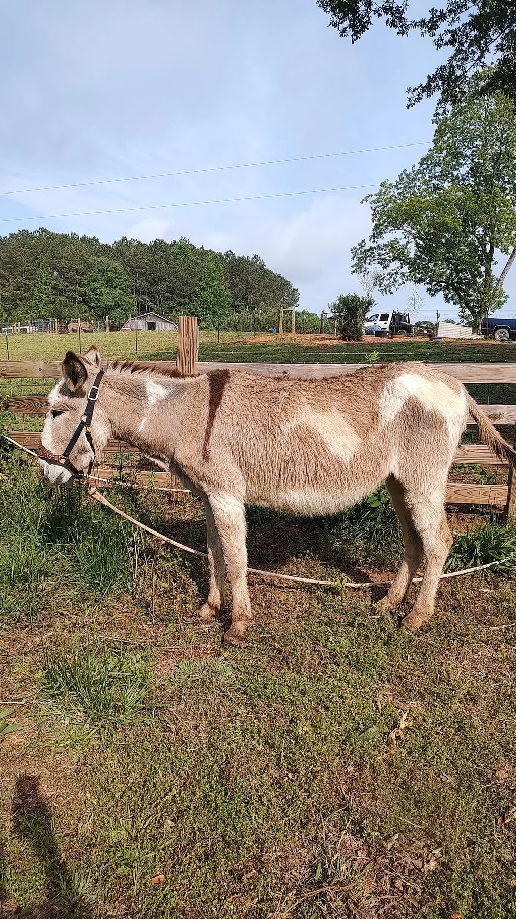 Standard size Donkeys Big E Livestock and Donkeys