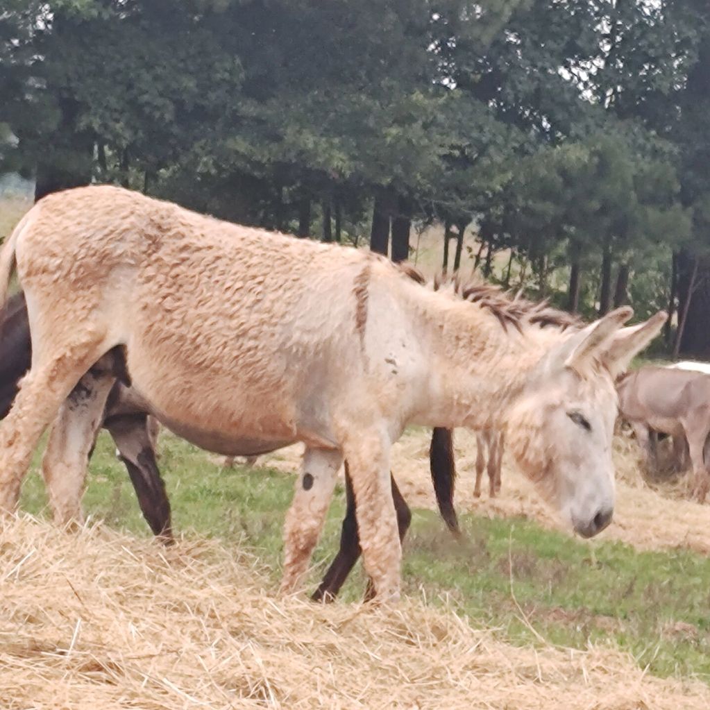 Standard size Donkeys Big E Livestock and Donkeys