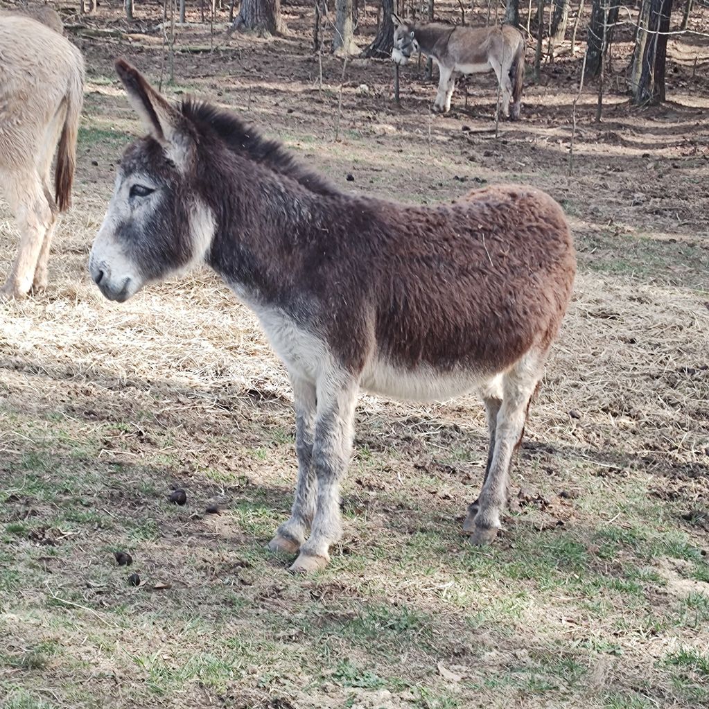 Standard size Donkeys Big E Livestock and Donkeys