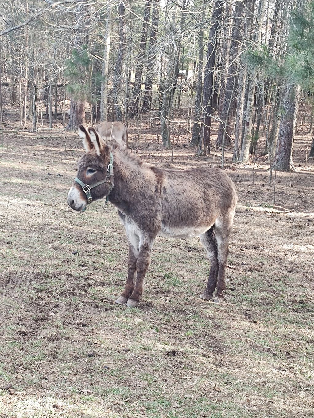 Standard size Donkeys Big E Livestock and Donkeys
