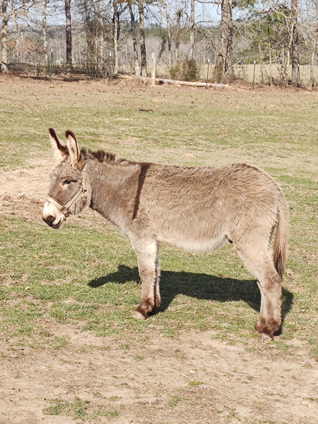 Standard size Donkeys Big E Livestock and Donkeys