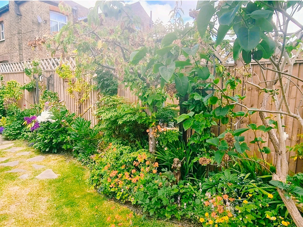 A lush garden path winds through vibrant plants and flowers beside a wooden fence.