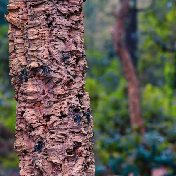 Young Quercus Suber. Photo by Mathis Jrdl via Unsplash