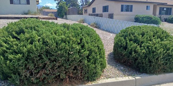 Tree and Shrub Trimming