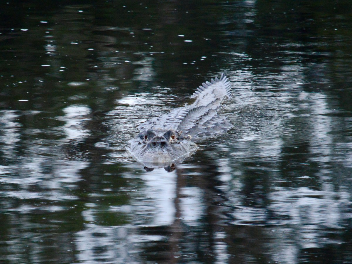 A crocodile swimming stealthily in dark water.