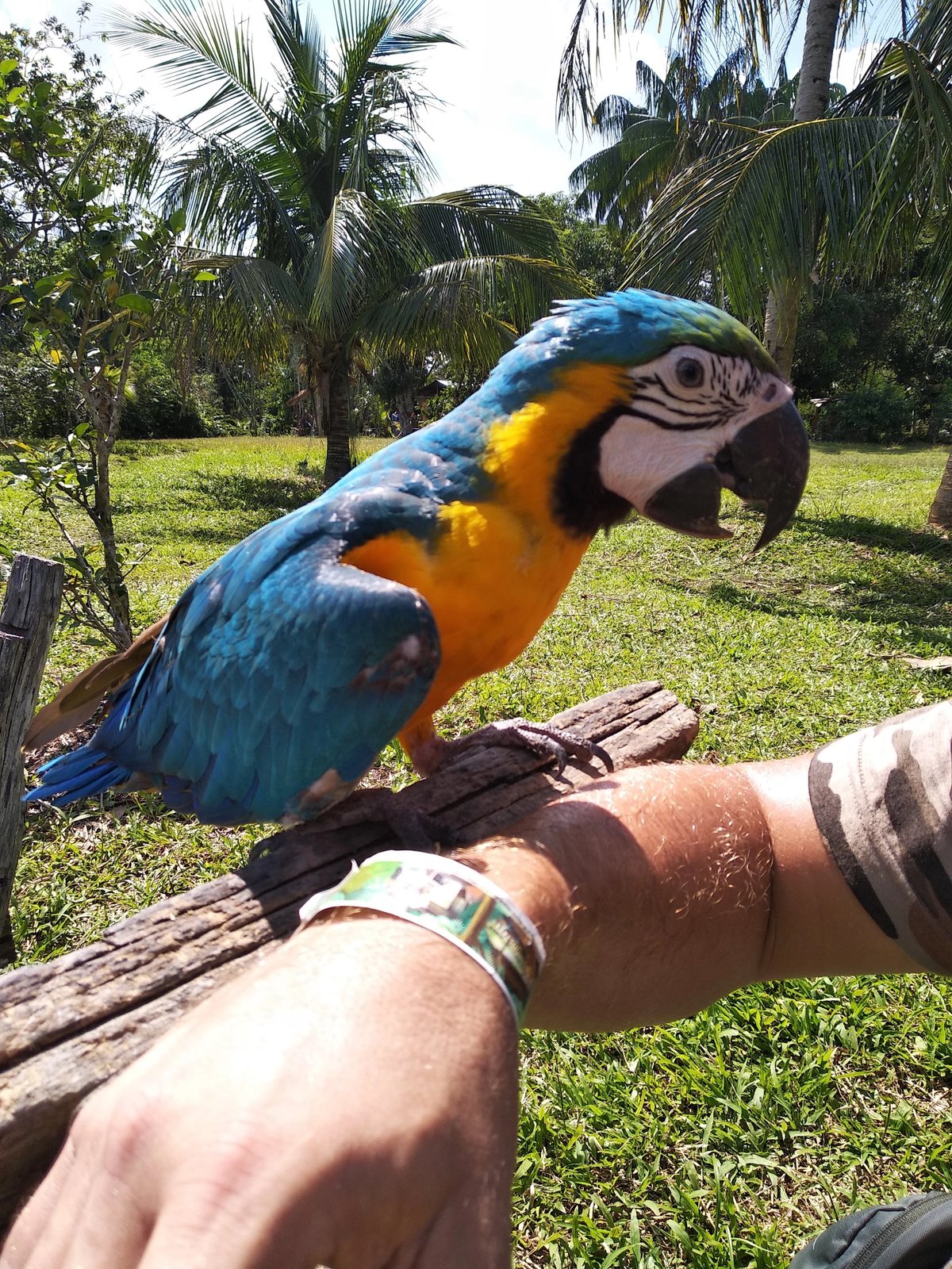 Colorful blue and yellow macaw perched on a person's arm in a tropical setting.