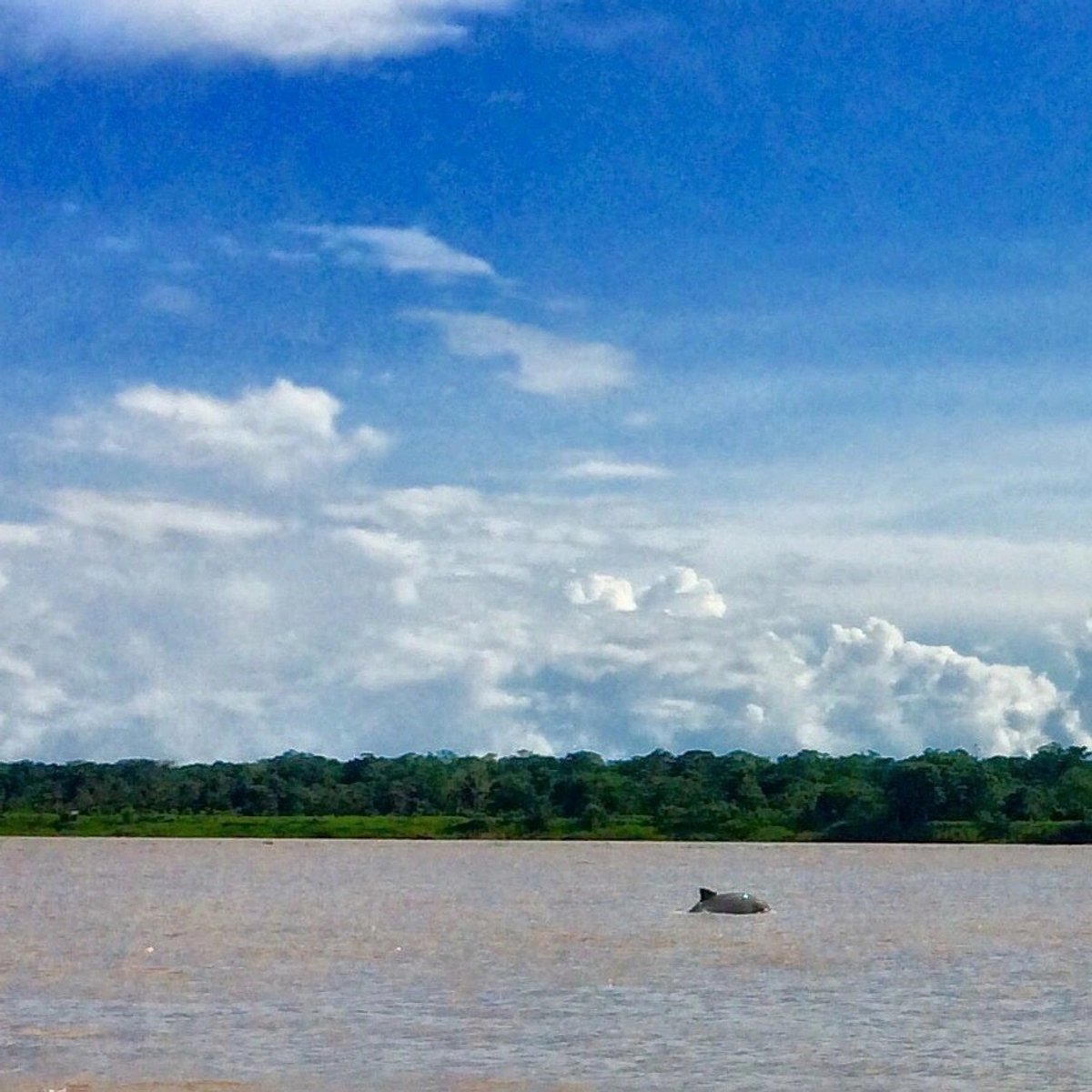 A river with a hippo partly submerged under a bright blue sky.