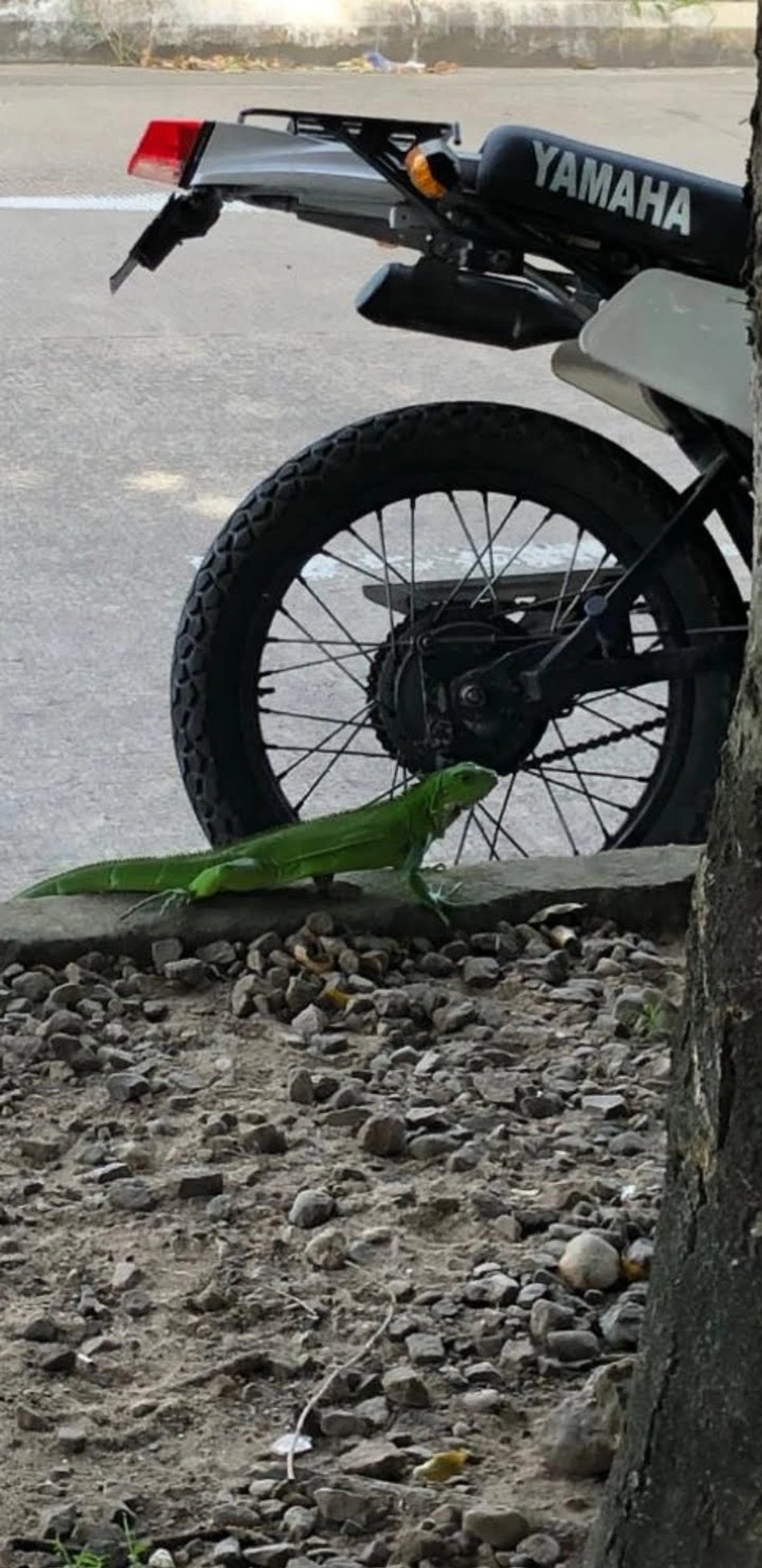 A green iguana near a Yamaha motorcycle's rear wheel on a rocky ground.
