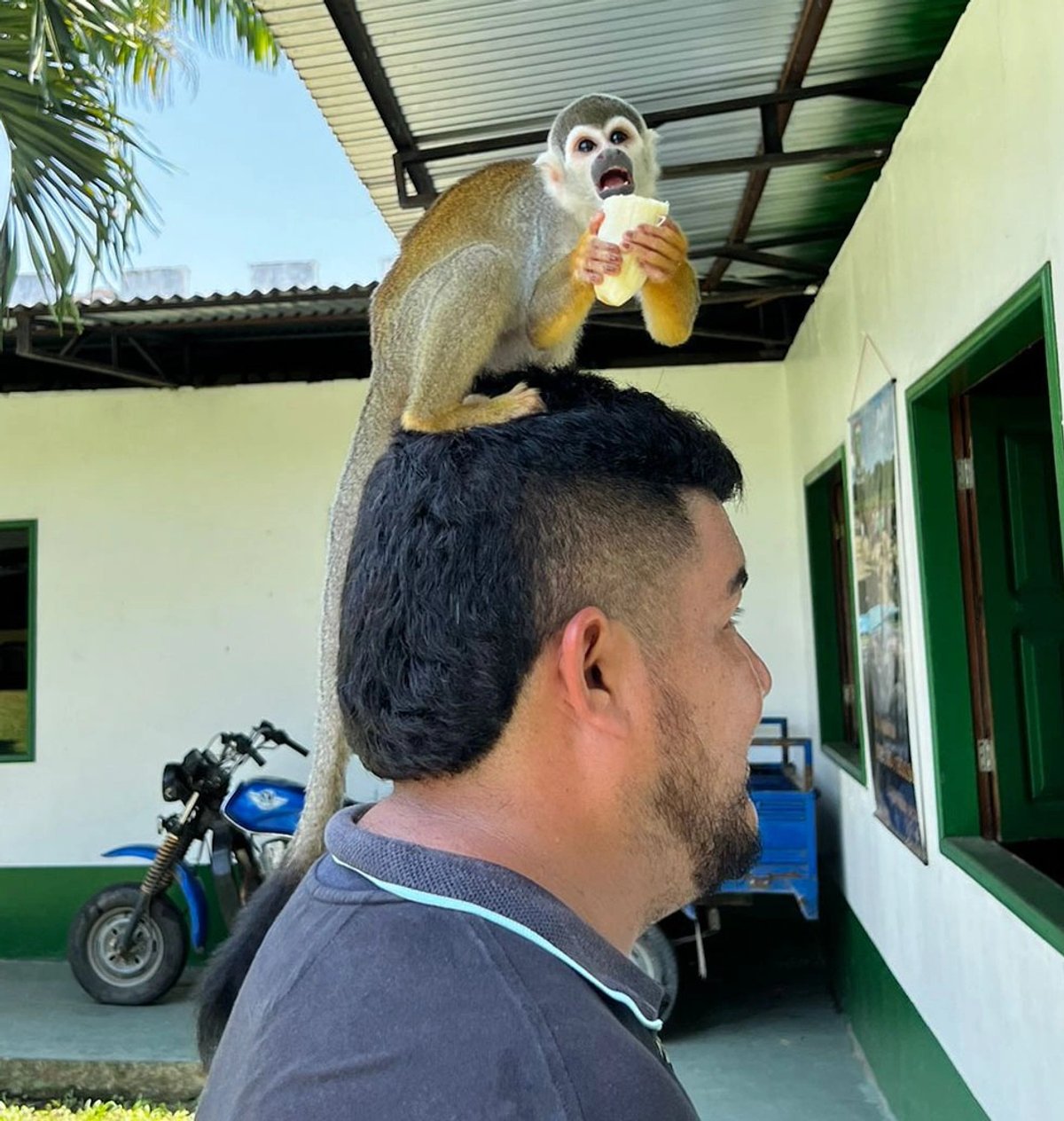 A monkey eating on a man's head outdoors.
