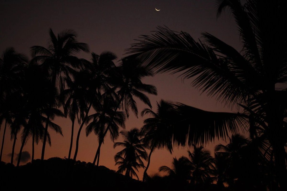 Silhouetted palm trees under a crescent moon at dusk.