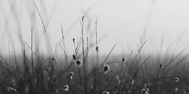 Black and white image of delicate wild grasses with small seed heads.