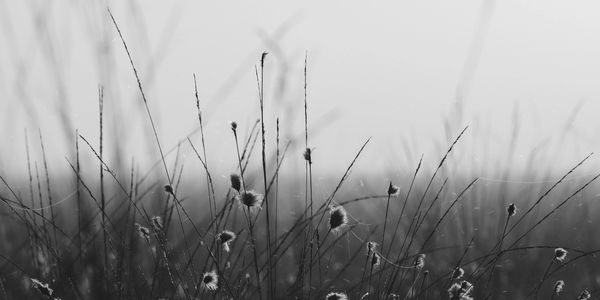 Black and white image of delicate wild grasses with small seed heads.