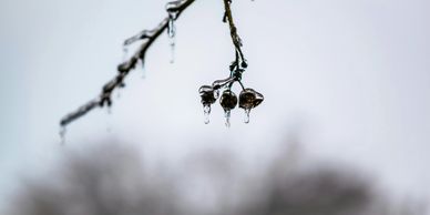 Frozen branch with icicles hanging delicately from it.